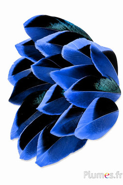 Pluimblaadjes - 5-8 x 3-4 cm - blauw-zwart
